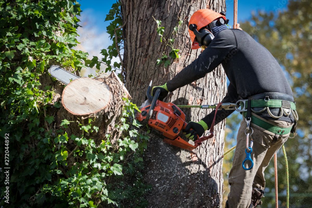 Killara arborist